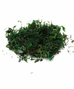 Budget 🔔 Hobbycraft Green Moss 40g 🤩