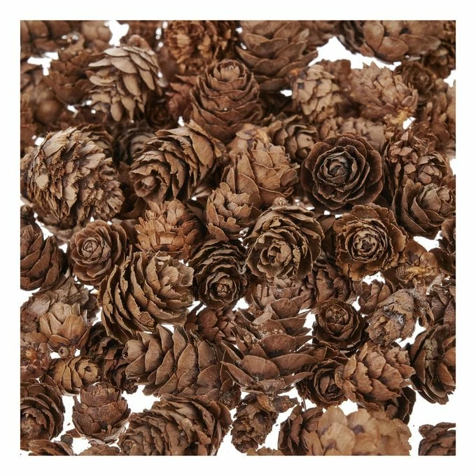 Cheapest 𧨠Hobbycraft Natural Pinecones 100g π 4 Cheapest 𧨠Hobbycraft Natural Pinecones 100g π - Image 2