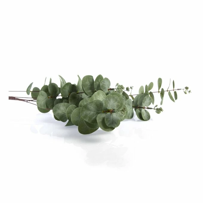 Best deal 🌟 Hobbycraft Eucalyptus Stem 1m 👍 - Image 3