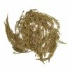Discount 🥰 Hobbycraft Gold Cypress Leaves 50g 🎉 -Hobbycraft Shop 659125 1000 1 christmas gold cypress leaves