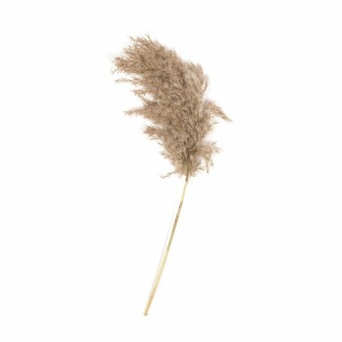 Outlet π₯ Hobbycraft Fluffy Pampas Pick 61cm π 2 Outlet π₯ Hobbycraft Fluffy Pampas Pick 61cm π