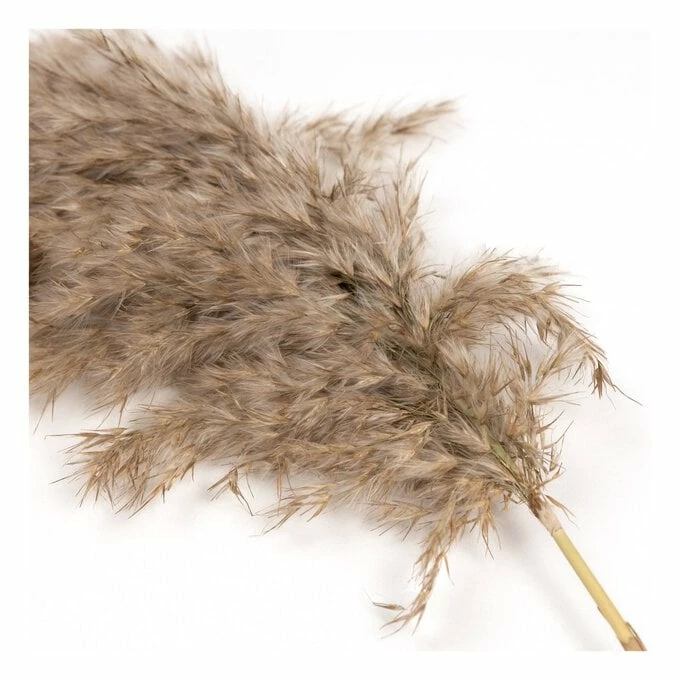 Outlet π₯ Hobbycraft Fluffy Pampas Pick 61cm π 3 Outlet π₯ Hobbycraft Fluffy Pampas Pick 61cm π - Image 2