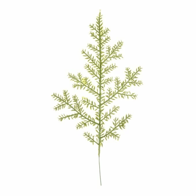 Coupon โค๏ธ Hobbycraft Fern Branch Pick 35cm ๐ 3 Coupon โค๏ธ Hobbycraft Fern Branch Pick 35cm ๐
