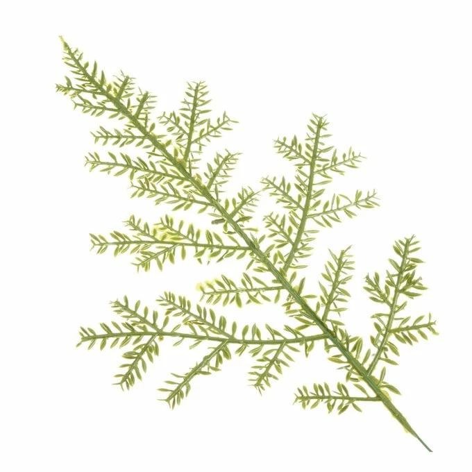 Coupon โค๏ธ Hobbycraft Fern Branch Pick 35cm ๐ 4 Coupon โค๏ธ Hobbycraft Fern Branch Pick 35cm ๐ - Image 2