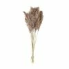 Cheapest ๐คฉ Hobbycraft Dried Nanal Grass Bunch 72cm ๐ 1 Cheapest ๐คฉ Hobbycraft Dried Nanal Grass Bunch 72cm ๐ -Hobbycraft Shop 659476 1000 1 nanal grass bunch 800